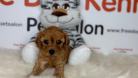 Toy poodle Yavru - BROWN DİŞİ